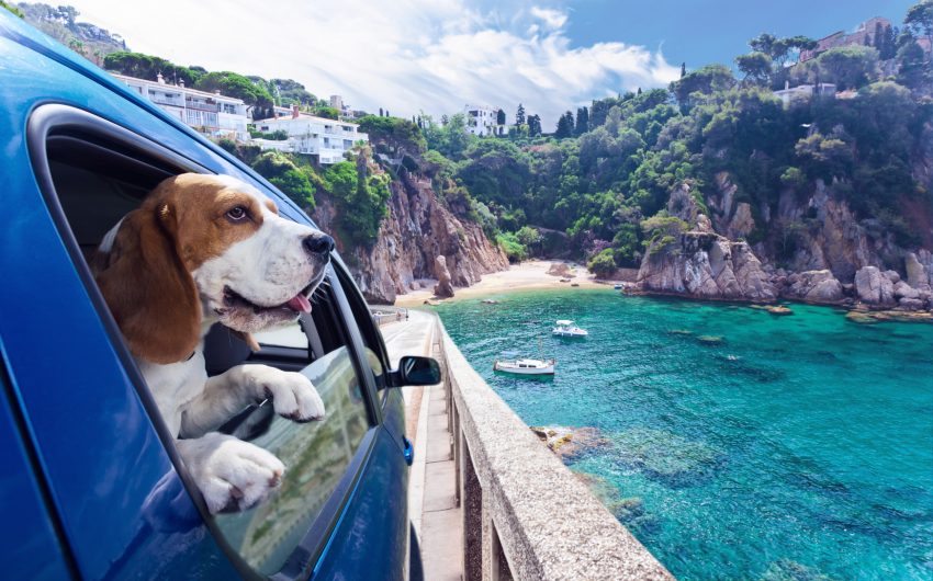 Cute dog travels in the blue car to the sea