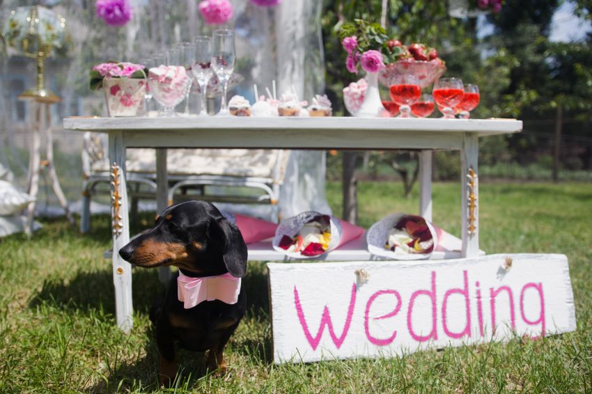 Hund bei der Hochzeit
